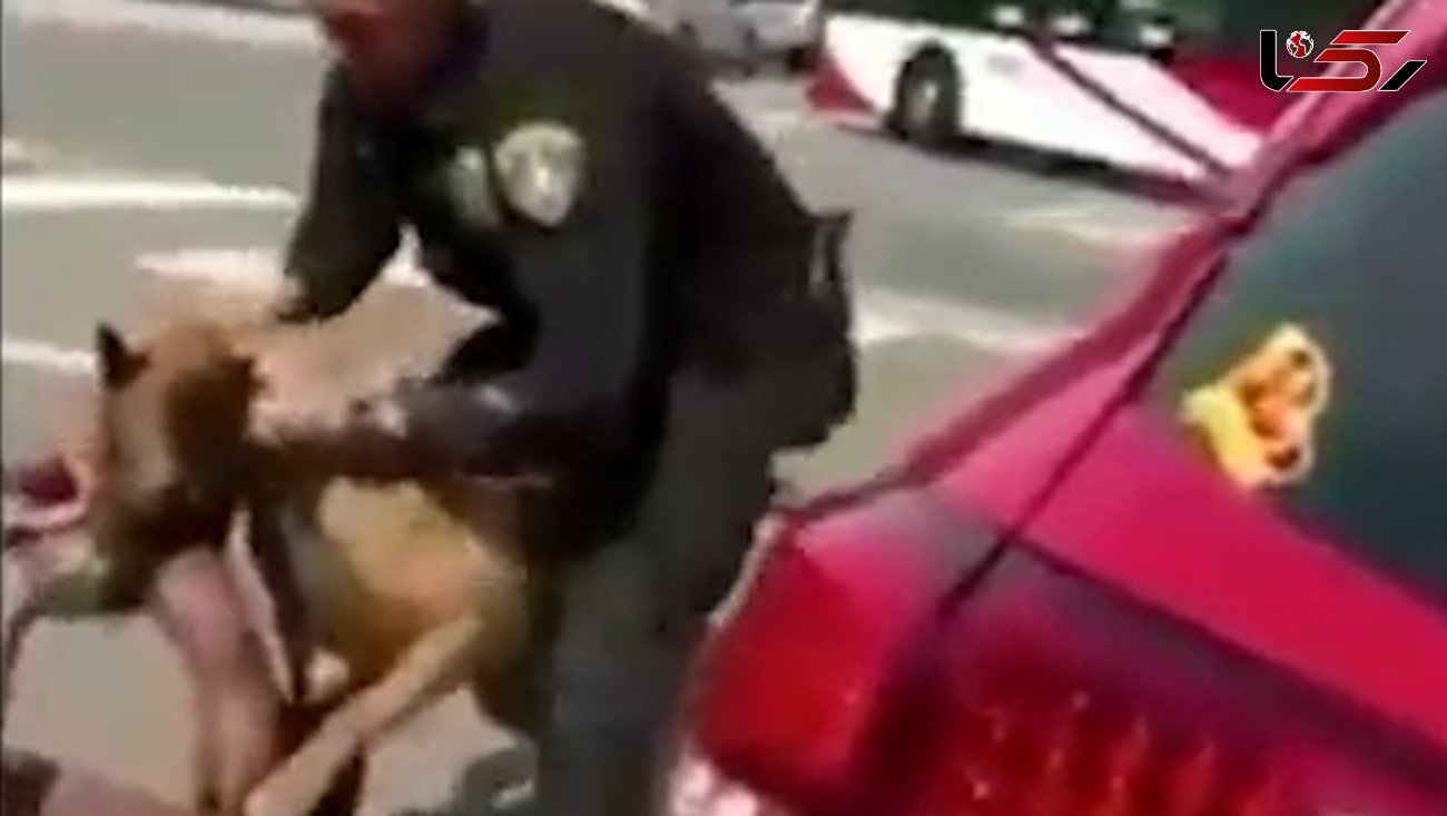 سگ پلیس دست متهم را رها نمی کرد !+ فیلم عجیب