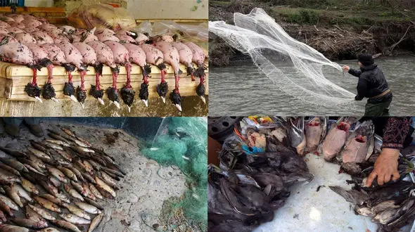 تهدید جمعیت ماهیان رودخانه ای در سایه گسترش فقر / شکارچیان به بهانه امرار معاش پرندگان مهاجر را قتل عام می کنند