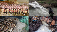 تهدید جمعیت ماهیان رودخانه ای در سایه گسترش فقر / شکارچیان به بهانه امرار معاش پرندگان مهاجر را قتل عام می کنند