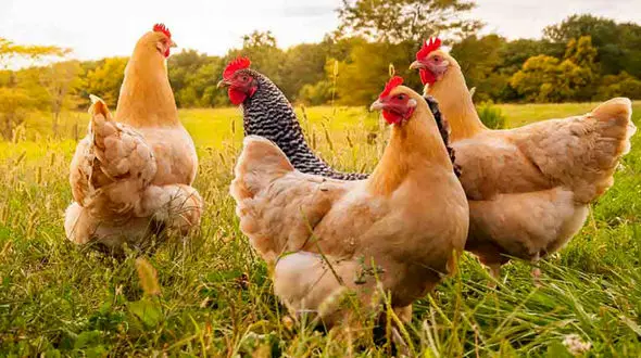 افزایش قیمت رسمی مرغ در راه است ؟ / تعیین قیمت مرغ روزانه شده است !