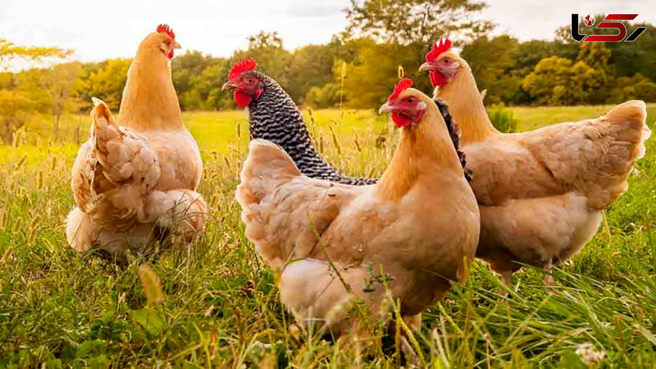 افزایش قیمت رسمی مرغ در راه است ؟ / تعیین قیمت مرغ روزانه شده است !