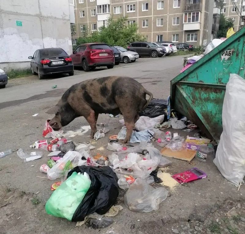 فیلم جولان خوک‌ها در خیابان 
