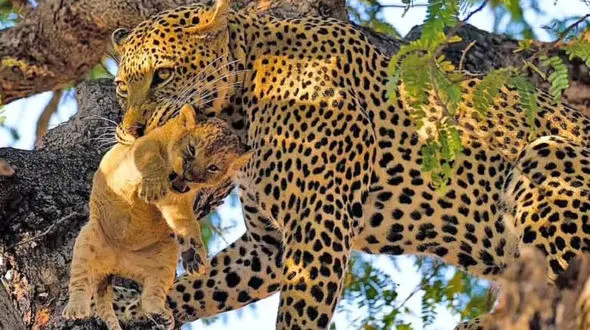 فیلم تکان دهنده از لحظه شکار پلنگ/ بچه شیر را گرفت و خورد!