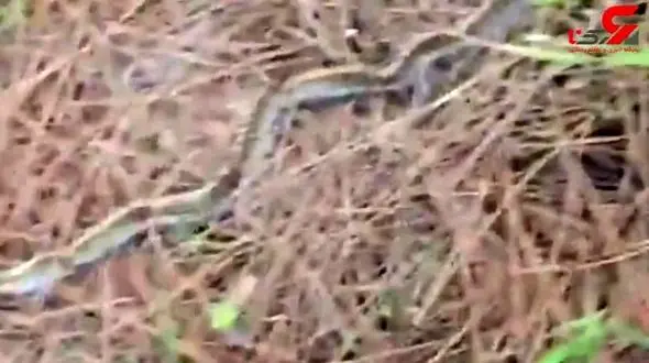 کشف یک موجود 4 متری عجیب الخلقه+ فیلم