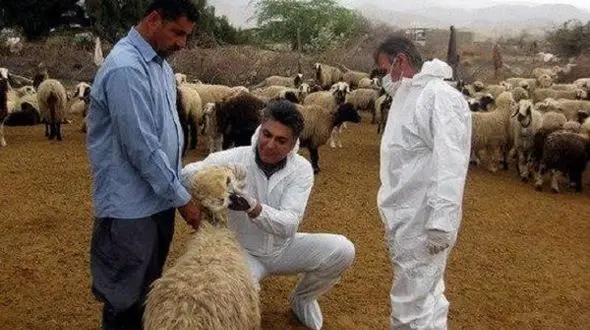 مصرف ۴ میلیارد تومان سم برای مقابله با کنه ناقل تب کریمه