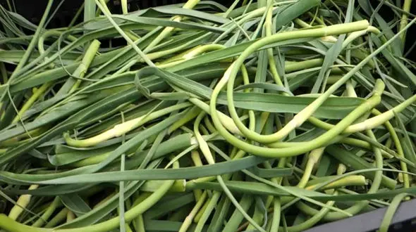 داروخانه ای به اسم برگ سیر