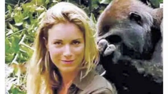 دوستی با گوریل مهربان + عکس 