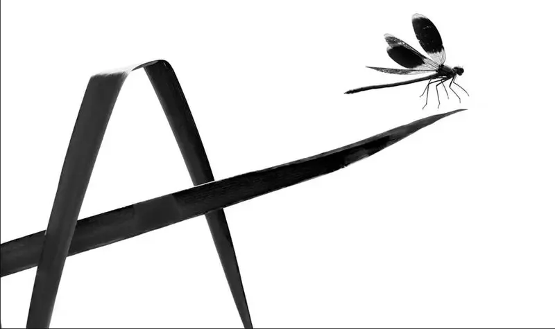 خطاطی الفبای سنجاقک