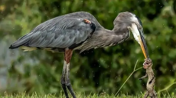 تصاویر شوکه کننده از شکار بچه‌ تمساح توسط شکارچی بی‌ رحم طبیعت
