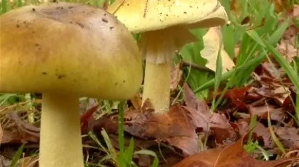 مسمومیت 349 نفر با قارچ سمی!