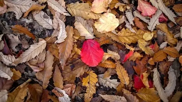 گالری عکس / جنگل‌های شمال در پاییز، زیبایی‌ های پنهان طبیعت