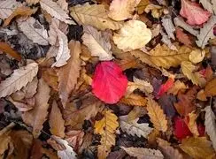 گالری عکس / جنگل‌های شمال در پاییز، زیبایی‌ های پنهان طبیعت