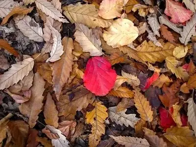 گالری عکس / جنگل‌های شمال در پاییز، زیبایی‌ های پنهان طبیعت