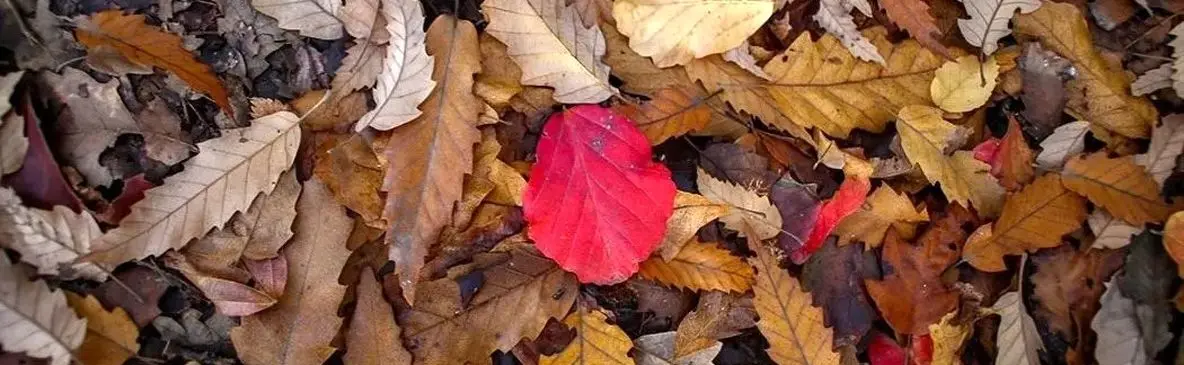 گالری عکس / جنگل‌های شمال در پاییز، زیبایی‌ های پنهان طبیعت