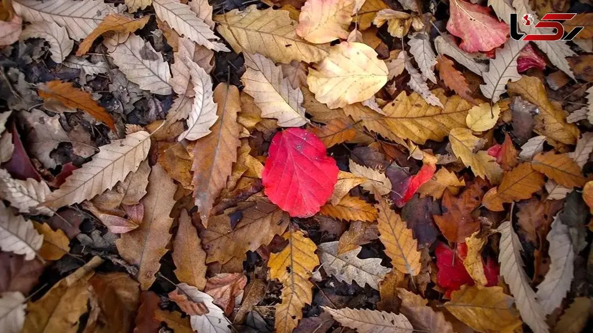 گالری عکس / جنگل‌های شمال در پاییز، زیبایی‌ های پنهان طبیعت