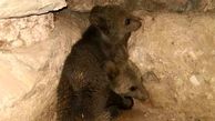رهاسازی 2 توله خرس بی مادر در طبیعت اندیکا