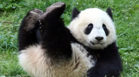 کرونا جان حیوانات باغ وحش آلمانی را به خطر انداخت