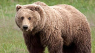 کشف جسد خرس قهوه ای در کوهرنگ / خرس غول پیکر تلف شد