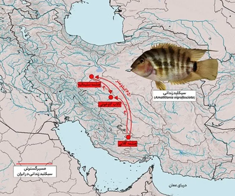 گسترش تیلاپیا 3