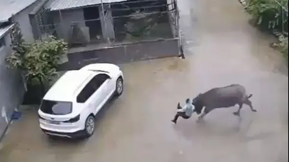 ببینید | ضربه سنگین گاو وحشی و چرخش ۳۶۰ درجه‌ای پسر جوان؛ فرار به زیر ماشین شاسی‌بلند از ترس! + فیلم