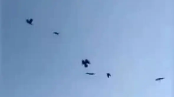 فیلم عجیب و باورنکردنی صحبت کردن مرد ایرانی با صدها کلاغ