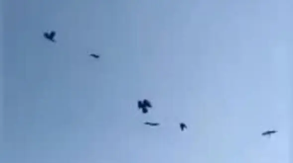 فیلم عجیب و باورنکردنی صحبت کردن مرد ایرانی با صدها کلاغ
