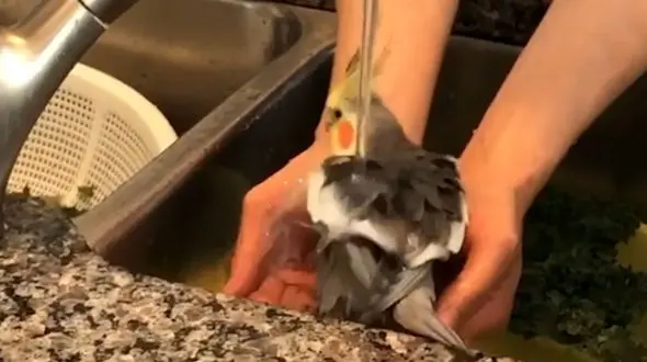 عروس هلندی که به نظافتش اهمیت می دهد را ببینید / فیلم