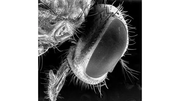 بیماری های عفونی که عامل اصلی اش مگس است