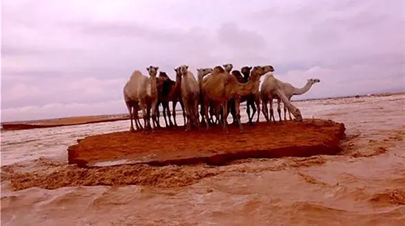 فیلم پدیده‌ای نادر در طبیعت؛ سیلی وسط کویر عربستان بود!