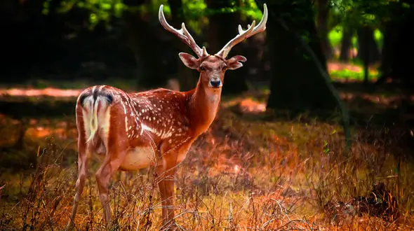 دو سوم جمعیت فعلی گوزن زرد در ایران نر هستند