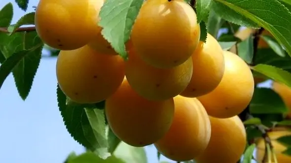 خواص آلو؛ از کاهش قند خون تا  سلامت استخوان ها