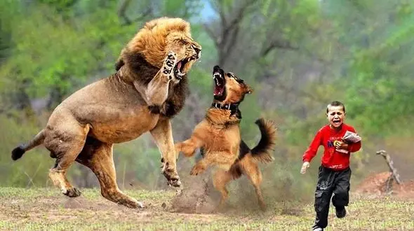 فیلم/ 29 لحظه حیرت انگیز از نجات انسان ها توسط حیوانات شجاع
