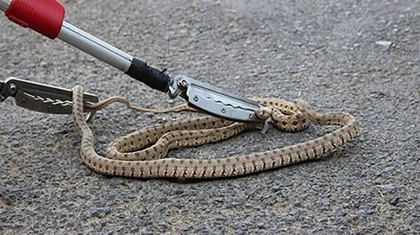 وحشت ساکنان خانه ای در  مهاباد از مار غول پیکر