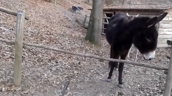 باهوش ترین خر دنیا را ببینید + فیلم