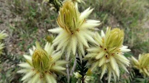 کشف گل 99 میلیون ساله + عکس