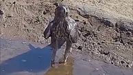 عقاب تشنه را ببینید که چطور به آب پناه برد + فیلم