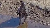 عقاب تشنه را ببینید که چطور به آب پناه برد + فیلم