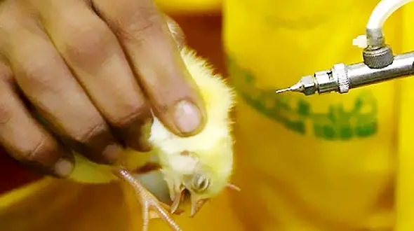 بیماری نیوکاسل چیست؟