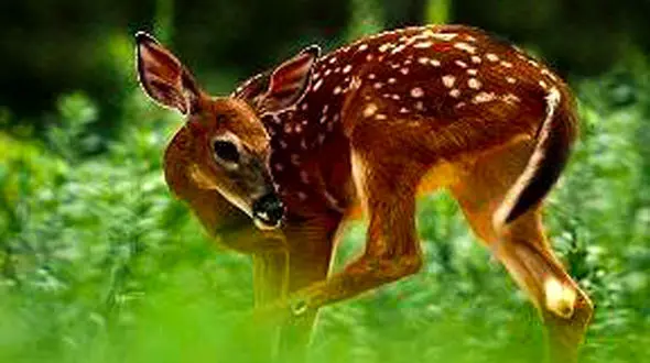 فیلم عجیب ترین شکار + دیدنی