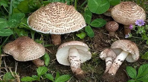 هشدار اورژانس از افزایش مسمومیت با قارچ سمی