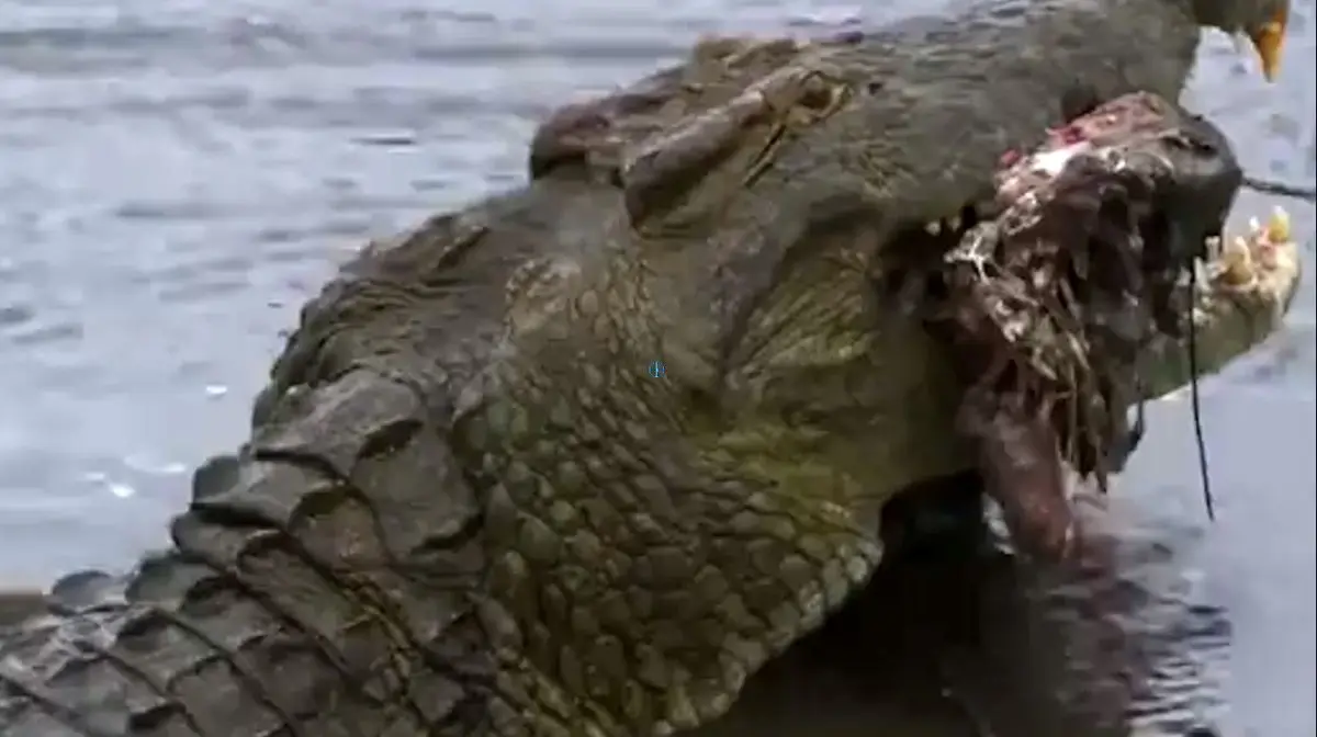 ایمپالا در دام شکارچی رودخانه‌ای افتاد