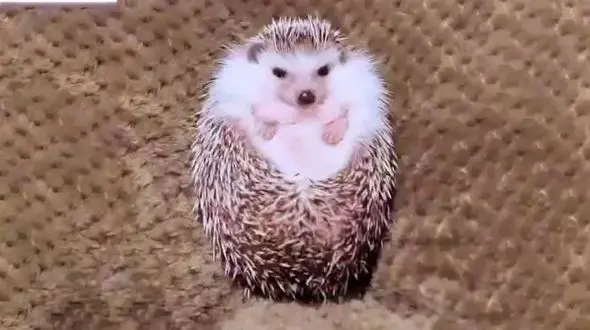 فیلم ذوق زدگی جوجه تیغی 