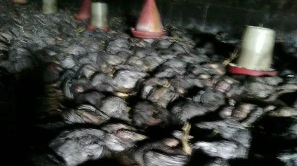  آتش سوزی 9 هزار قطعه مرغ را در مازندران تلف کرد