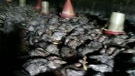  آتش سوزی 9 هزار قطعه مرغ را در مازندران تلف کرد