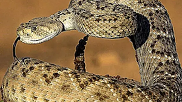 ازابهت مار زنگی تا شعور بالای پرندگان