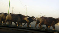 ترافیک های سنگین در آبادان به خاطر گله های گاومیش+عکس