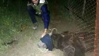 خرس غول پیکر از چنگال مرگ گریخت / در مازندران به دادش رسیدند + عکس