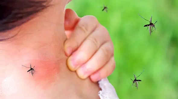 ۴۰ شهر ایران درگیر تب دنگی/آئدس از بین رفتنی نیست/ قبل از آلوده شدن استان‌ها، فرصت بهسازی وجود دارد

