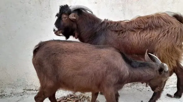 باید به سمت اصلاح شیوه دامداری رایج «مجتمع‌های دامپروری» گام برداریم