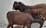 باید به سمت اصلاح شیوه دامداری رایج «مجتمع‌های دامپروری» گام برداریم